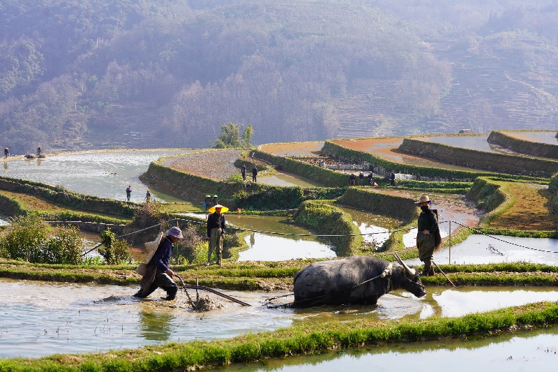 4村民劳作场景.jpg