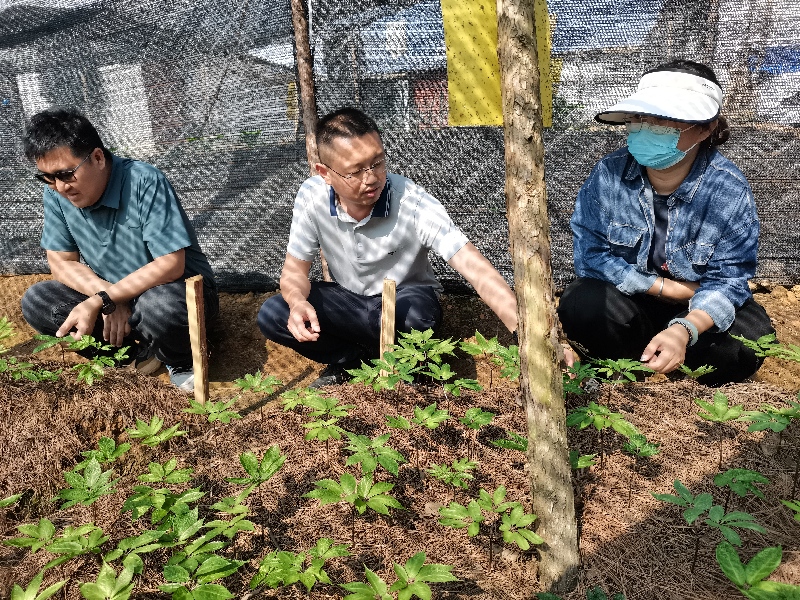 2人大代表在三七种植基地调研.jpg
