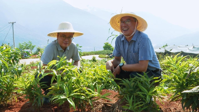 2朱学良实地查看滇黄精种植情况.jpg