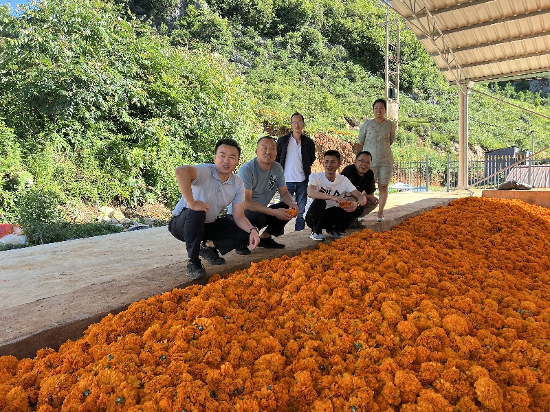 2万寿菊丰收.jpg