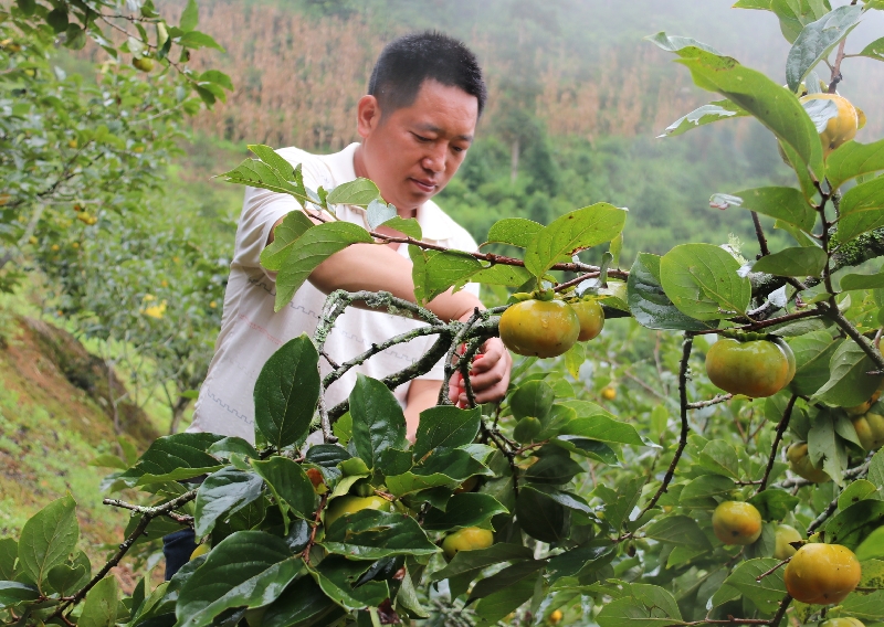 2李塘德采摘甜柿.jpg