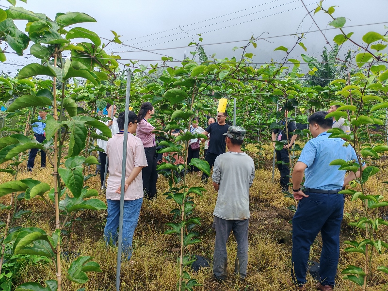 3人大代表到百香果基地视察产业情况.jpg