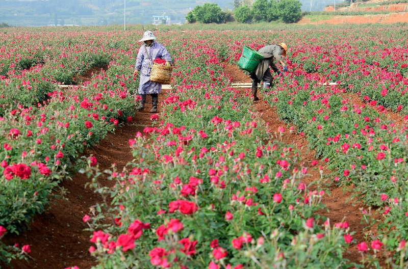3小河边村玫瑰花种植基地.jpg