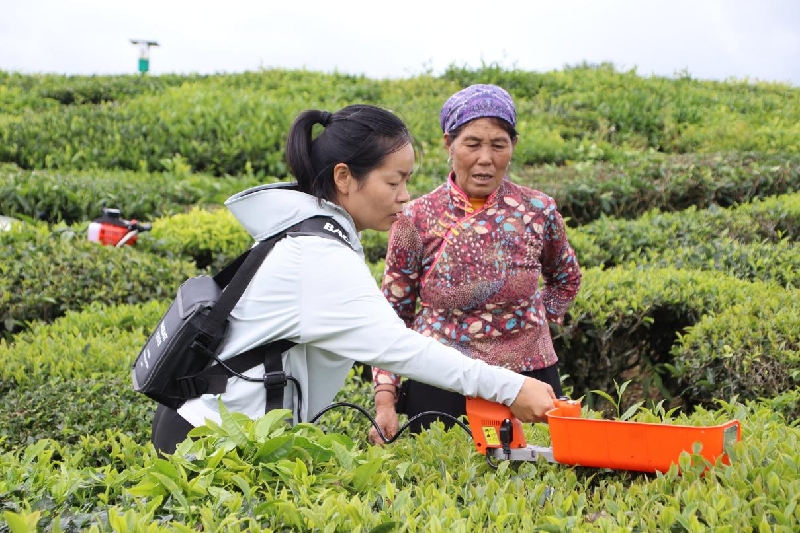 2组织茶农学习新型采茶机使用技能.jpg